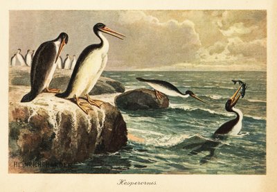Hesperornis regalis、絶滅した飛べない鳥、白亜紀。 作： Heinrich Harder