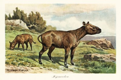 ヒラコドン、ポニーに似た哺乳類の絶滅した属、漸新世。 ,1908年（版画） 作： Heinrich Harder