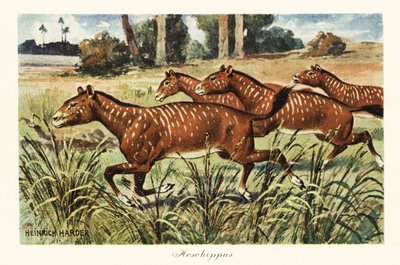 Mesohippus、初期の馬の絶滅した属。、1908 年 (版画) 作： Heinrich Harder