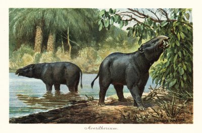 モエリテリウム、始新世の長鼻類の絶滅した属。 ,1908年（版画） 作： Heinrich Harder