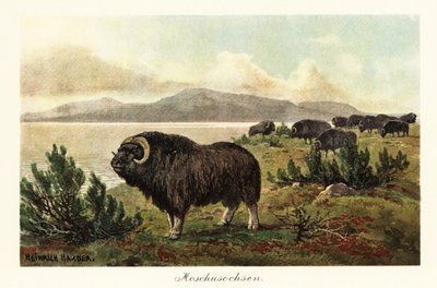 Muskox またはジャコウウシ、Ovibos moschatus。、1908 年 (版画) 作： Heinrich Harder