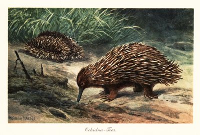 短いくちばしのハリモグラ、Tachyglossus aculeatus、食べ物を探しています。 作： Heinrich Harder