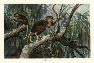 Tarsius、メガネザルのハプロリン霊長類の属。、1908 年 (版画) 作： Heinrich Harder