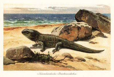 傷つきやすいツアタラ、Sphenodon punctatus、海岸に。 作： Heinrich Harder