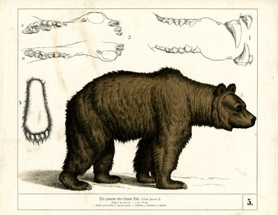  作： Heinrich Leutemann
