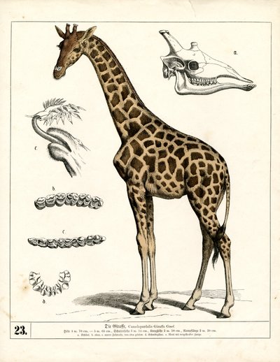  作： Heinrich Leutemann