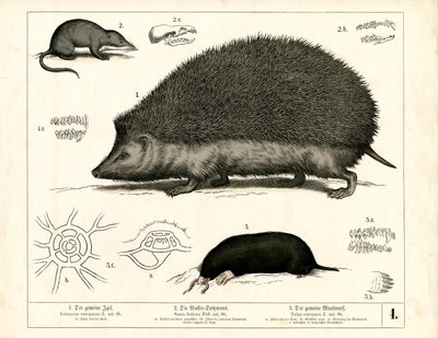  作： Heinrich Leutemann