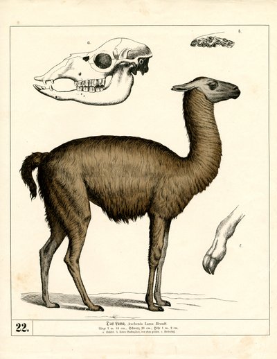  作： Heinrich Leutemann