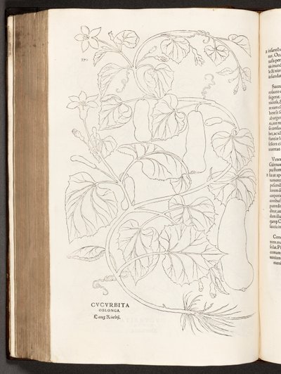 BT3.26.5 p.370ズッキーニ、植物の歴史から、著名なレオンハートフックス、1542年 作： Heinrich and Meyer, Albert Fullmaurer
