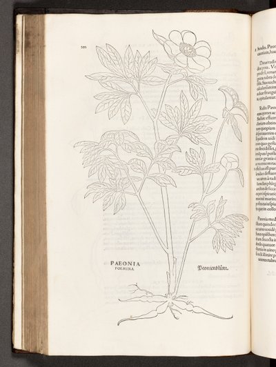 BT3.267.5 p.311牡丹、著名なレオンハート・フックスによる植物解説の歴史、1542年 作： Heinrich and Meyer, Albert Fullmaurer