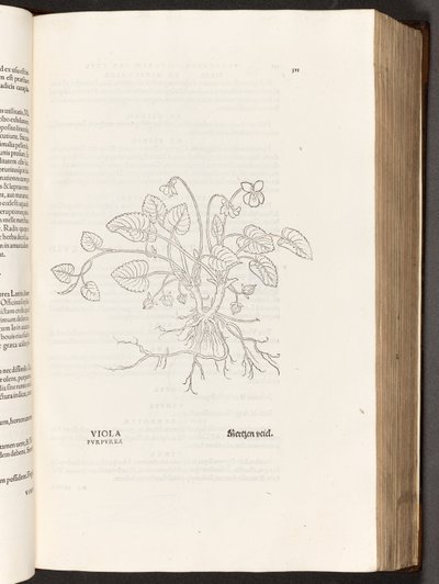 BT3.267.5 p.311グリーン、著名なレオンハート・フックスによる植物解説の歴史から、1542 作： Heinrich and Meyer, Albert Fullmaurer