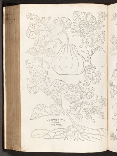 BT3.267.5 p.368ひょうたん、著名なレオンハート・フックスによる植物解説の歴史、1542年 作： Heinrich and Meyer, Albert Fullmaurer