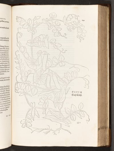 BT3.267.5。 p.627豆、著名なレオンハート・フックスによる植物解説の歴史から、1542 作： Heinrich and Meyer, Albert Fullmaurer