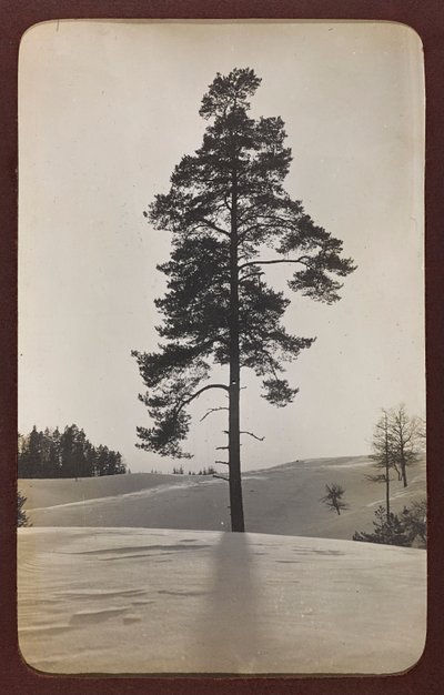 第一次世界大戦：ドイツ軍が侵攻した1914-1916年の「ウクライナ」。雪のある風景（モノクロ写真 作： Heldenfriedhof Dsessentniki (attr. to)