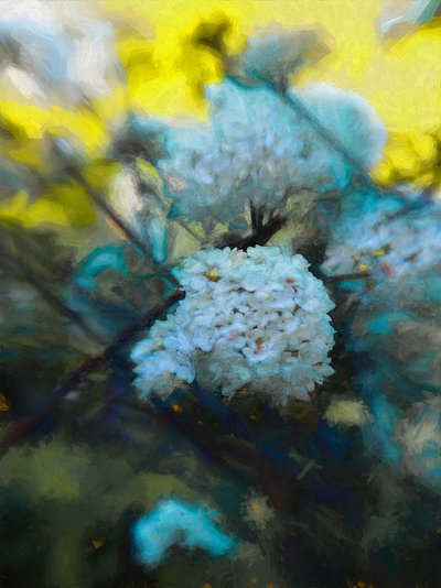 2019年5月の開花時期 作： Helen White