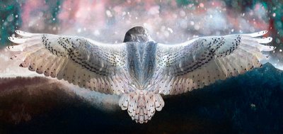 あえて飛ぶ、2019 作： Helen White