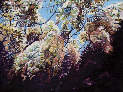 白藤、2012年、 作： Helen White