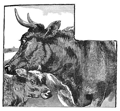 牛と子牛、c1900 作： Helena J. Maguire