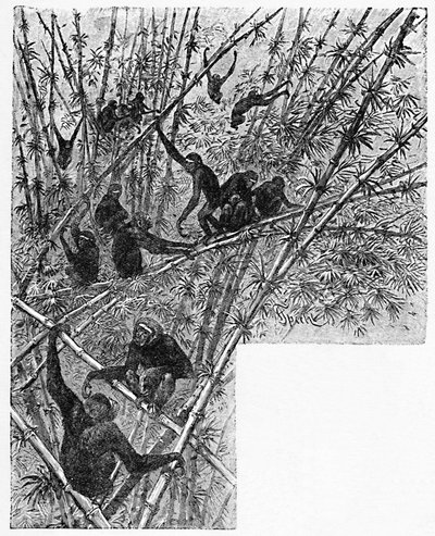 バンブージャングルのフック、c1900 作： Helena J. Maguire