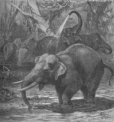 インド象の水浴び、c1900 作： Helena J. Maguire