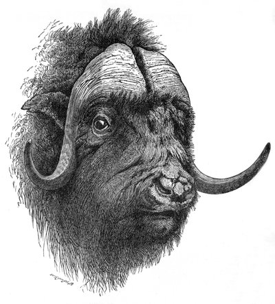 Musk-Ox、c1900 作： Helena J. Maguire