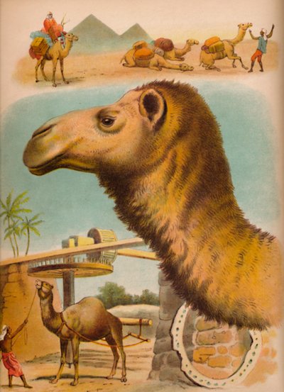 ラクダ、c1900 作： Helena J. Maguire
