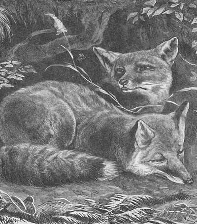Fox at Home、c1900 作： Helena J. Maguire