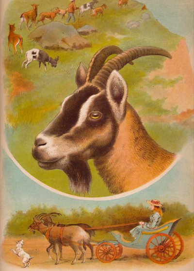 山羊、c1900 作： Helena J. Maguire