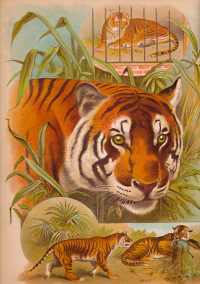 タイガー、c1900 作： Helena J. Maguire