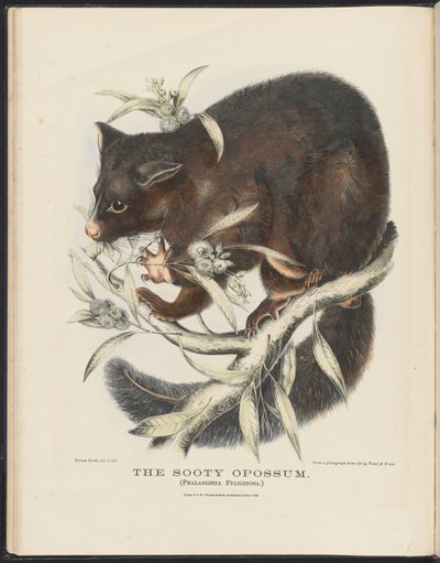 オーストラリアの哺乳類（Krefft）Nla.obj-33627803-10 Sooty Opossum 作： Helena Scott