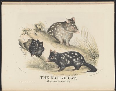 オーストラリアの哺乳類（Krefft）Nla.obj-33627803-14 The Native Cat 作： Helena Scott