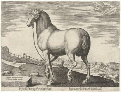 コルシカ島の馬 Corsvs (オブジェクトのタイトル) オーストリアのドン ファンの王室厩舎の馬の品種 (シリーズ タイトル) Equile Ioannis Austriaci Caroli (シリーズタイトル) 作： Hendrick Goltzius (possibly)