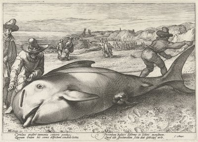 ザントフォールトの浜辺に座礁したゴンドウクジラ、1594 年 作： Hendrick Goltzius (workshop of)