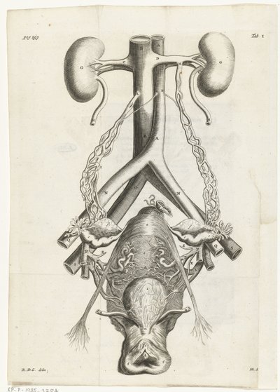 女性の生殖器と腎臓の解剖学的画像 挿絵: Reinier de Graaf, Alle de wercken, アムステルダム, 1686 作： Hendrik Bary