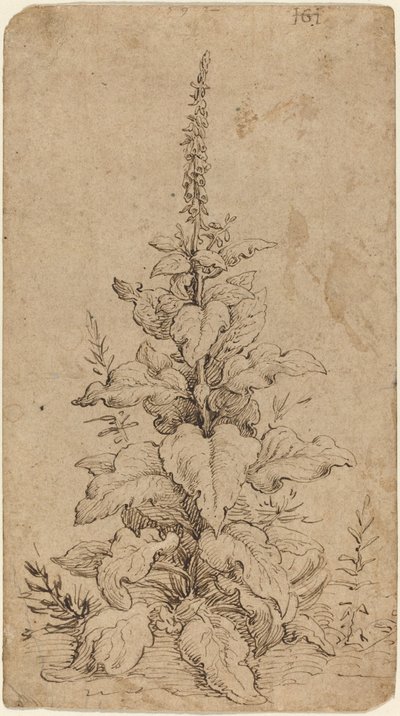 咲くキツネノテブクロ 作： Hendrik Goltzius