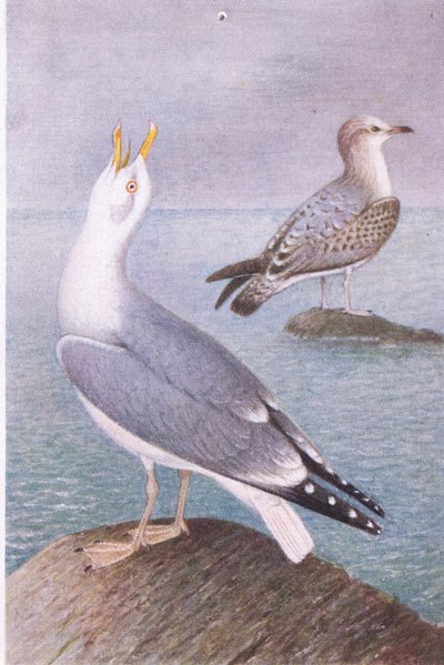 ニシンのカモメ、ポストカード、1930年代 作： Hendrik Gronvold