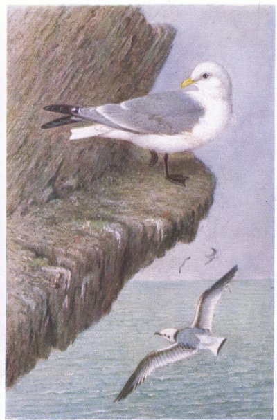 Kittiwake、ポストカード、1930年代 作： Hendrik Gronvold