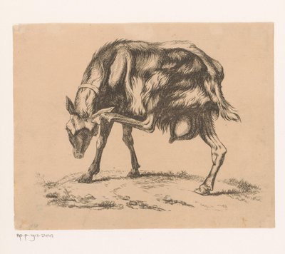 頭を掻くヤギ 作： Hendrik Jozef Franciscus van der Poorten