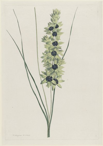アフリカーンス アイリス (Ixia maculata verdi) 作： Hendrik Schwegman