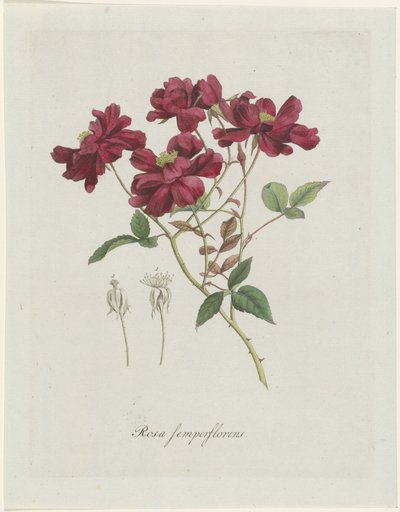 中国ルース (Rosa chinensis Jacq.) Rosa semperflorens (オブジェクトのタイトル) 作： Hendrik Schwegman