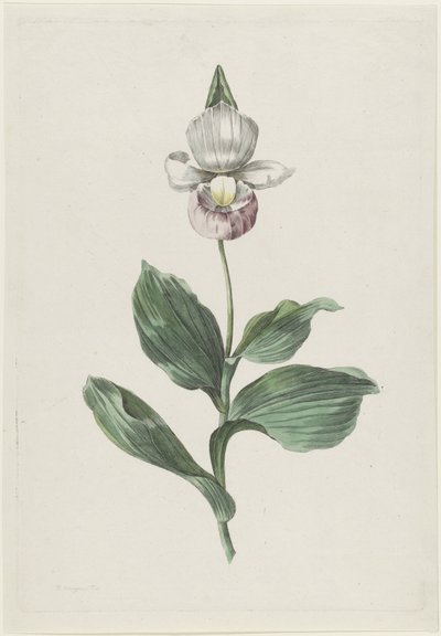 レディーススリッパオーキッド (Cypripedium reginae Walter) 作： Hendrik Schwegman