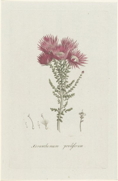 増殖性褐色細胞腫 Xeranthemum proliferum (オブジェクトのタイトル) 作： Hendrik Schwegman