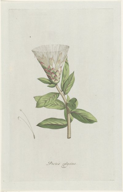 プロテア Protea calycina (オブジェクトのタイトル) 作： Hendrik Schwegman