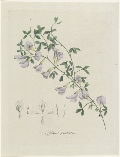 紫鯛 紫 Cytisus (オブジェクトのタイトル) 作： Hendrik Schwegman