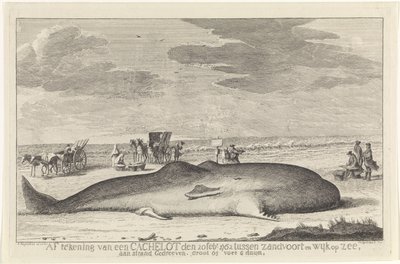 打ち上げられたマッコウクジラ 1762 年 2 月 20 日付けのザントフォールトとウィク オプ ゼーの間のキャッシュロットの図面は、61 フィート 6 ドゥムの大きな浜辺に浮かんでいました。 (オブジェクトのタイトル) 作： Hendrik Spilman
