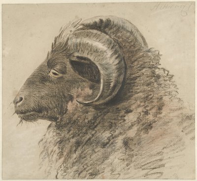 雄羊の頭、左側、横から見た 作： Hendrik Stokvisch