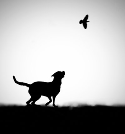 遊び心あふれる犬と鳥のシルエット 作： 