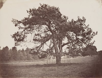 ハミルトン・パレス・パーク（パラソルの松）、1858年頃（写真） 作： アンリ・シャルル・ド・ロスタン