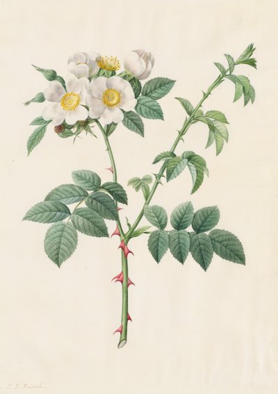 ブライアーブッシュローズまたはドッグローズローザレウカンサ、1817年から1824年。 作： Pierre Joseph Redouté