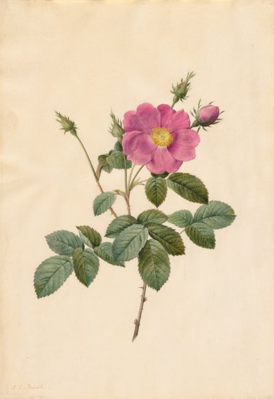 キャベツローズローザセンティフォリアシンプレックス、1817年から1824年。 作： Pierre Joseph Redouté